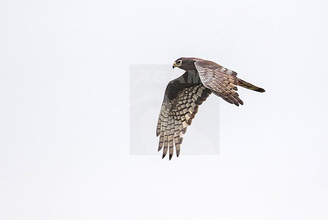 Long-winged Harrier (Circus buffoni) in Paraguay. stock-image by Agami/Pete Morris,