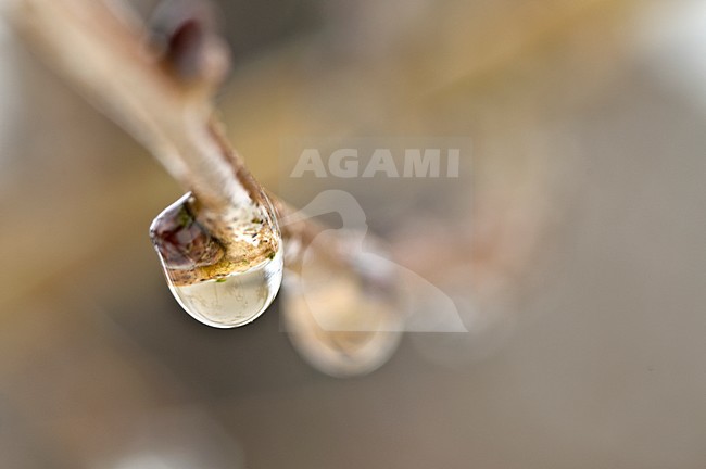 Water druppels aan een takje, Water drops at  a twig stock-image by Agami/Rob de Jong,