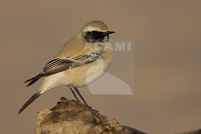 Desert Wheatear adult male; Woestijntapuit volwassen man stock-image by Agami/Daniele Occhiato,