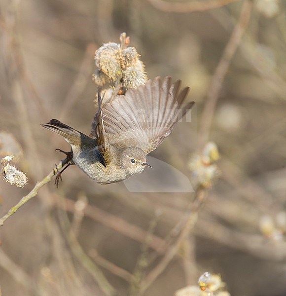 Common Chiffchaff, Phylloscopus collybita, during spring migration in dunes of Katwijk in the Netherlands. Taking off. stock-image by Agami/Marc Guyt,