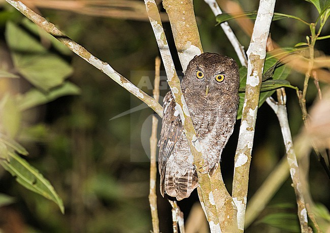 Foothill Screech Owl (Megascops roraimae helleri) in Peru. Also known (and split) as Napo Screech-Owl (Megascops napensis). stock-image by Agami/Pete Morris,