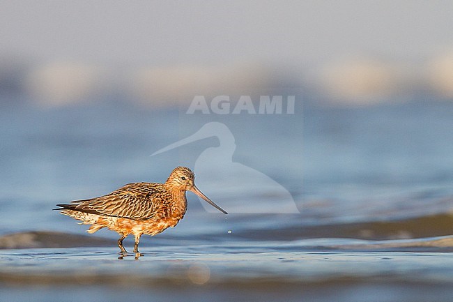 Rosse Grutto, Bar-tailed Godwit, Limosa lapponica on spring migration with stopover at north sea beach stock-image by Agami/Menno van Duijn,
