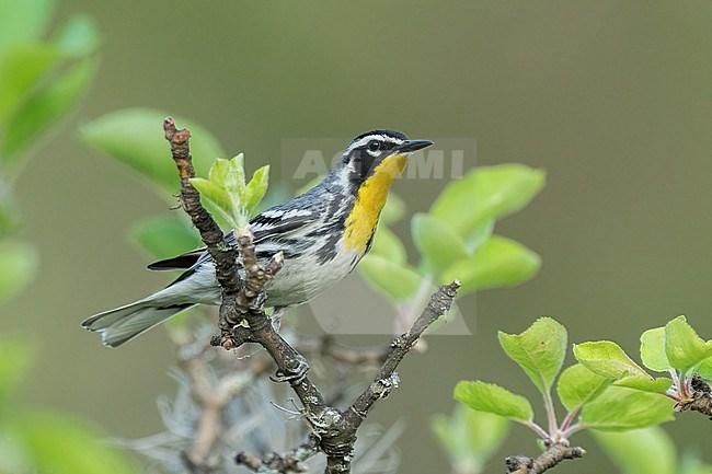 Adult
Coahuila, Mexico
May 2022 stock-image by Agami/Brian E Small,