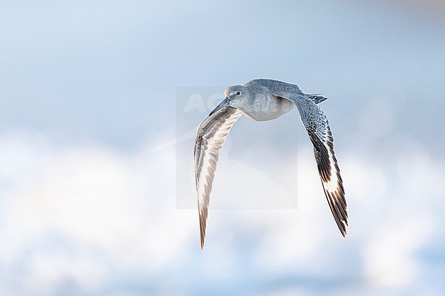 Willet (Tringa semipalmata) stock-image by Agami/Marcel Burkhardt,