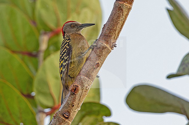 Hispaniolan Woodpecker, Melanerpes striatus, in the Dominican Republic. stock-image by Agami/Pete Morris,