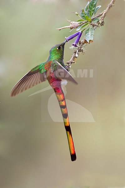 Foeragerende Sapphokomeetkolibrie, Red-tailed Comet foraging stock-image by Agami/Dubi Shapiro,