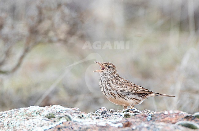 Singing Dupont's Lark, Chersophilus duponti duponti, in steppes around Soria, Spain. stock-image by Agami/Marc Guyt,