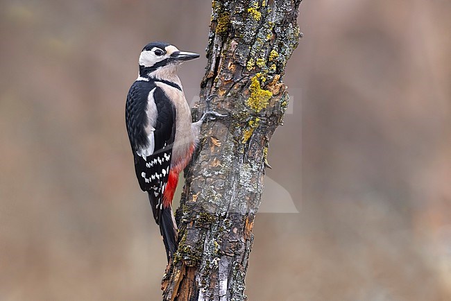 Great Spotted Woodpecker (Dendrocopos major) stock-image by Agami/Daniele Occhiato,