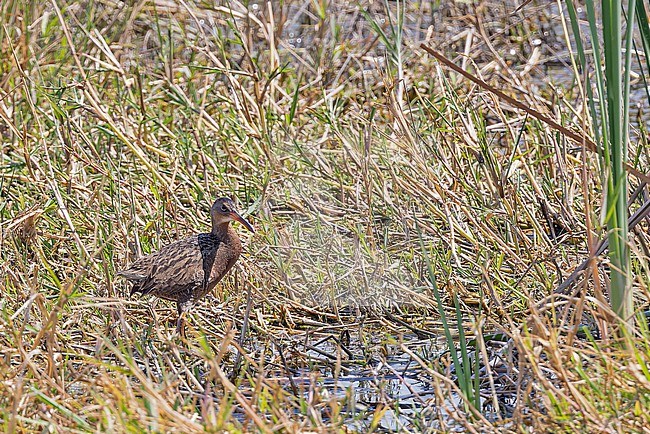 Aztec Rail (Rallus tenuirostris) in Western Mexico. stock-image by Agami/Pete Morris,