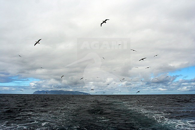 Wolk van zeevogels bij Gough; Clouds of seabirds with Gough island in the background stock-image by Agami/Marc Guyt,