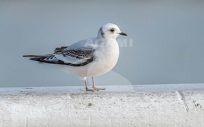 First winter Ross's Gull (Rhodostethia rosea) sitting on Nieuwpoort's pier, West Flanders, Belgium. stock-image by Agami/Vincent Legrand,