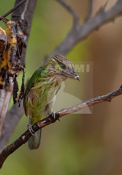 Green-eared Barbet (Psilopogon faiostrictus) perched at Kaeng Krachan National Park, Thailand stock-image by Agami/Helge Sorensen,