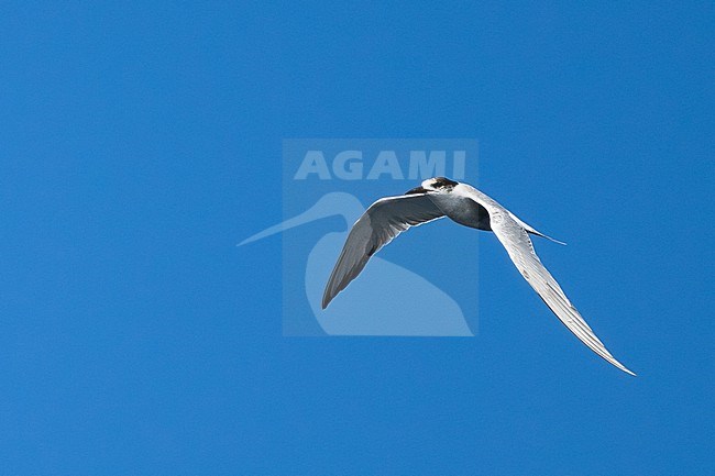 White-cheeked tern (Sterna repressa) wintering in Oman. stock-image by Agami/Sylvain Reyt,