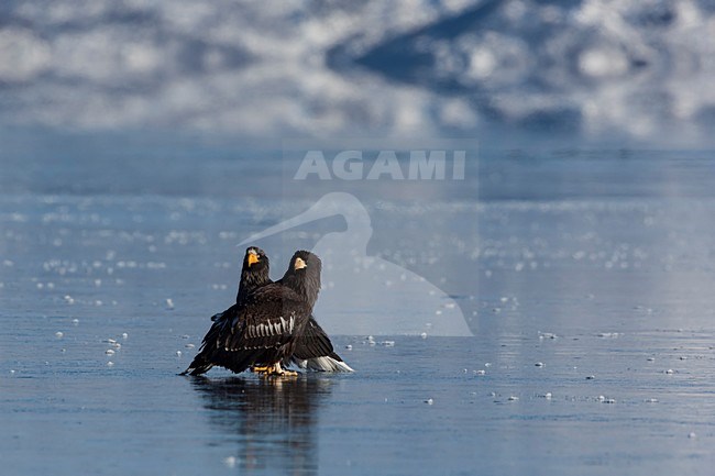 Twee onvolwassen Steller-zeearenden, Two juvenile Stellers Sea-eagles stock-image by Agami/Sergey Gorshkov,