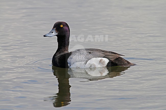 Mannetje Kleine Topper, Male Lesser Scaup stock-image by Agami/Pete Morris,
