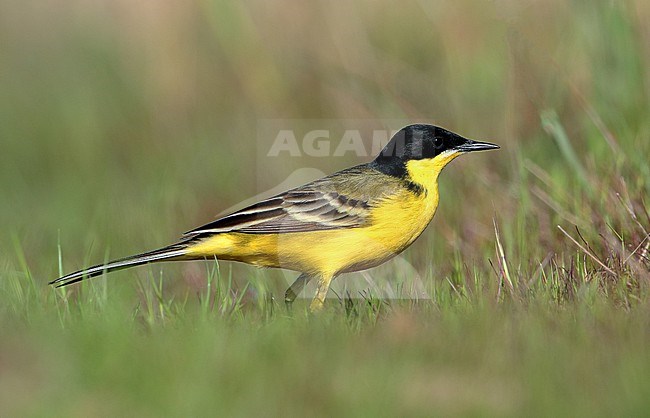 Adult Black-headed Wagtail, Motacilla flava feldegg, at Hyeres - France. stock-image by Agami/Aurélien Audevard,