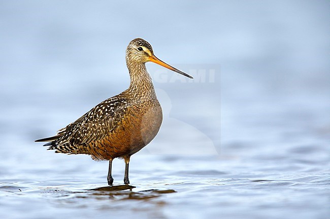 Adult male Hudsonian Godwit (Limosa haemastica) in summer plumage standing in arctic tundra lake near Churchill, Manitoba in Canada. stock-image by Agami/Brian E Small,