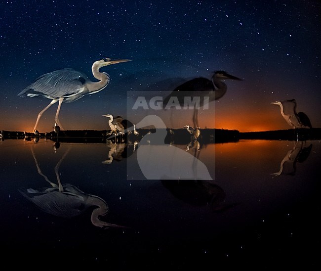 Grey Herons (Blauwe Reigers) at night on Lake Csaj, Kiskunsag National Park, Hungary. Winner of the Birds category, Wildlife Photographer of the Year Competition 2014. stock-image by Agami/Bence Mate,