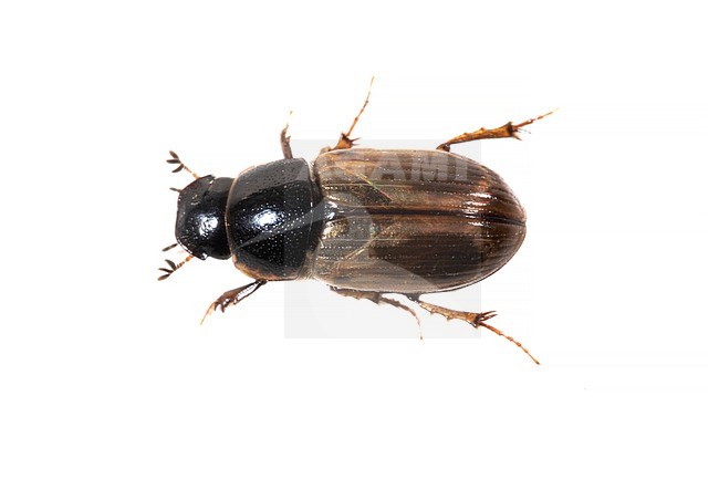 Aphodius contaminatus stock-image by Agami/Wil Leurs,