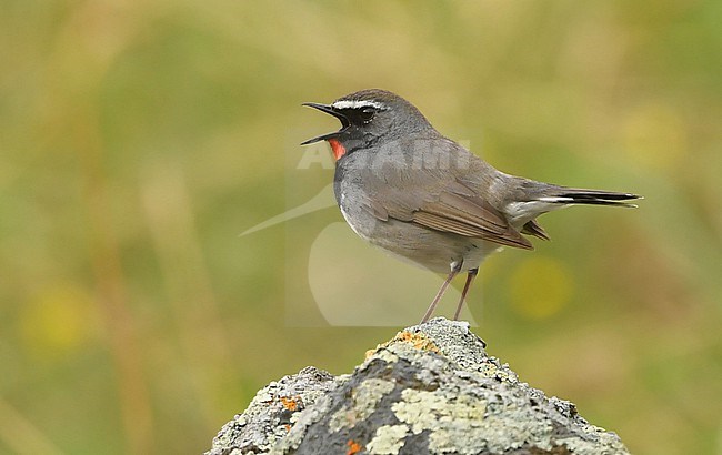 Singing male Himalayan Rubythroat (Calliope pectoralis) perched on a rock in Kazachstan. stock-image by Agami/Eduard Sangster,