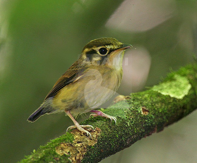 White-throated Spadebill at REGUA, Cachoeiras de Macacu, RJ, Brazil stock-image by Agami/Tom Friedel,
