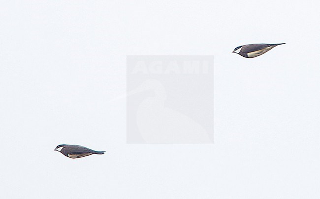 Two Timor Sparrows (Padda fuscata) in flight. stock-image by Agami/Lennart Verheuvel,