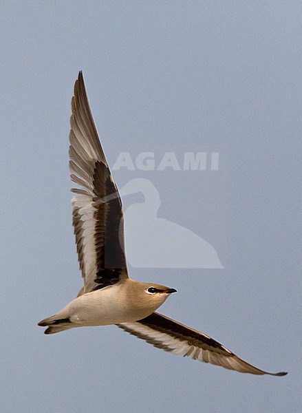 Small Pratincole (Glareola lactea) in typical river habitat in Asia. stock-image by Agami/Marc Guyt,