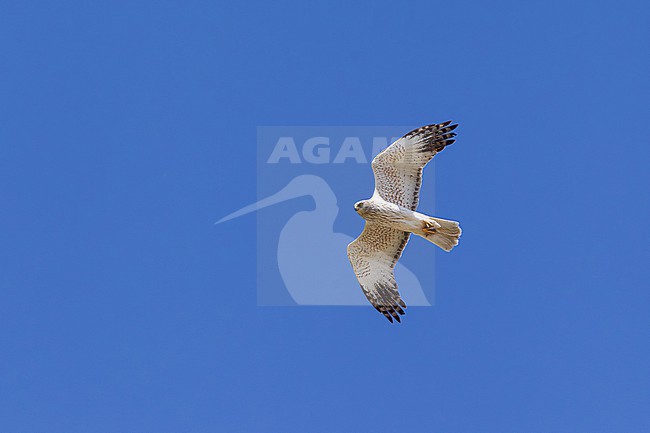 adult male eastern marsh harrier (circus spilonotus) in flight, found in eastern Mongolia in Dornod Aimag stock-image by Agami/Mathias Putze,