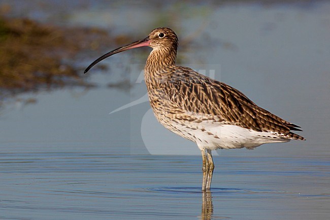 Wulp staand in water; Eurasian Curlew standing in water stock-image by Agami/Daniele Occhiato,