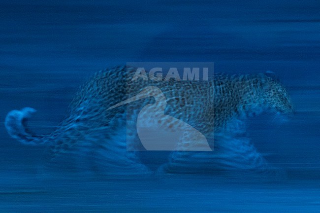 A leopard (Panthera pardus) running in the darkness of night. Khwai Concession Area, Okavango, Botswana.
I wanted to show this nocturnal predator at night. I made this image in the evening when it was not totally dark. The only possibility of making a leopard image was to use an extremely long exposure time and shine on the leopard with a small led torch to pull out a little bit of detail. stock-image by Agami/Sergio Pitamitz,