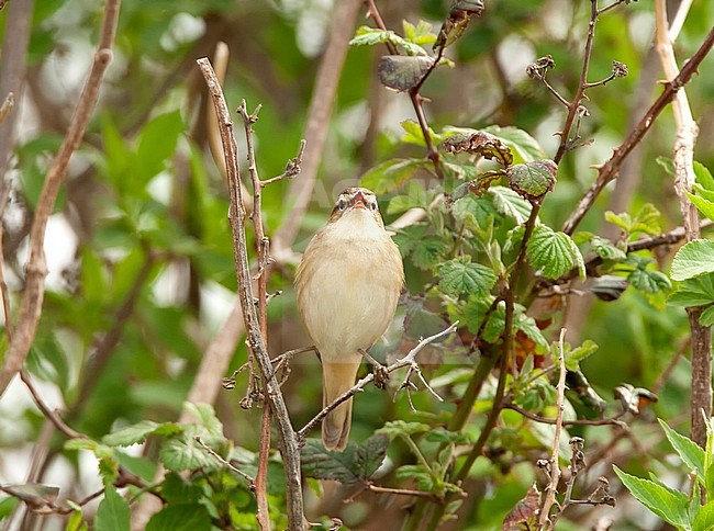 Sedge Warbler (Acrocephalus schoenobaenus) perched in the reed and singing stock-image by Agami/Roy de Haas,
