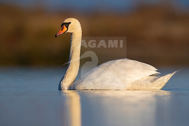 Mute Swan (Cygnus olor) in Italy. stock-image by Agami/Daniele Occhiato,