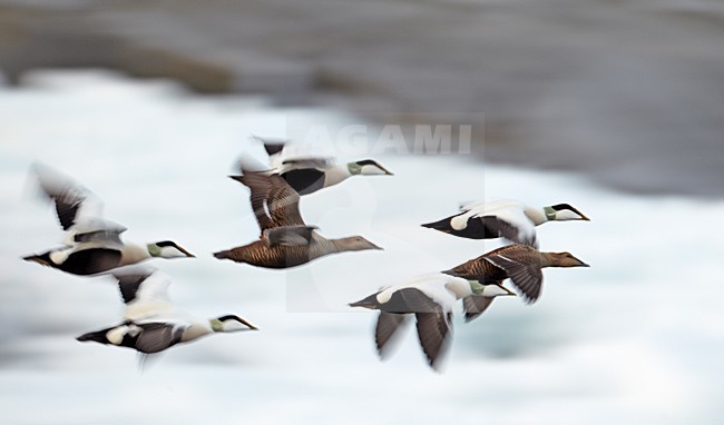 Groep Eiders in de vlucht; Flock of Common Eiders in flight stock-image by Agami/Markus Varesvuo,