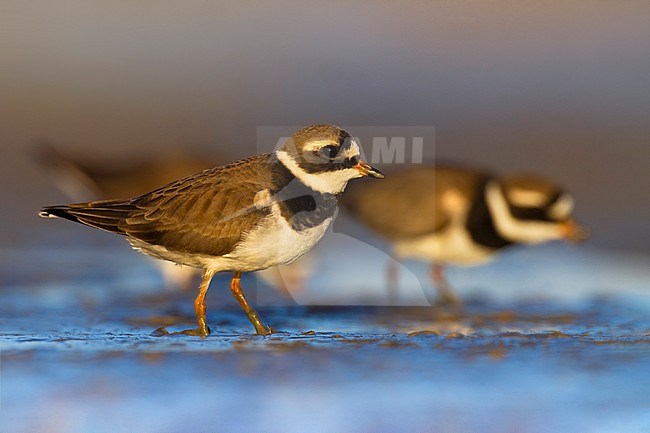 Common Ringed Plover (Charadrius hiaticula) in Italy. stock-image by Agami/Daniele Occhiato,