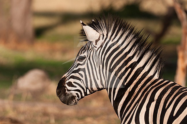 Close up portrait of a plains or Burchell's zebra, Equus burchellii. Khwai Concession Area, Okavango, Botswana. stock-image by Agami/Sergio Pitamitz,