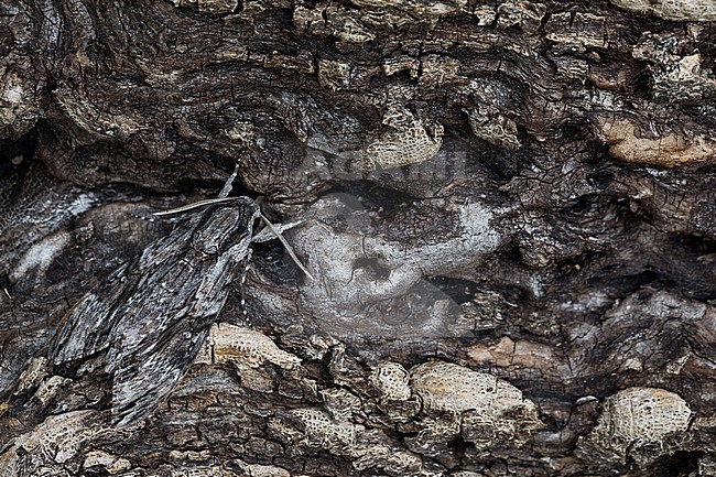 Agrius convolvuli - Convolvulus hawk-moth - Windenschwärmer, Germany (Baden-Württemberg), imago stock-image by Agami/Ralph Martin,