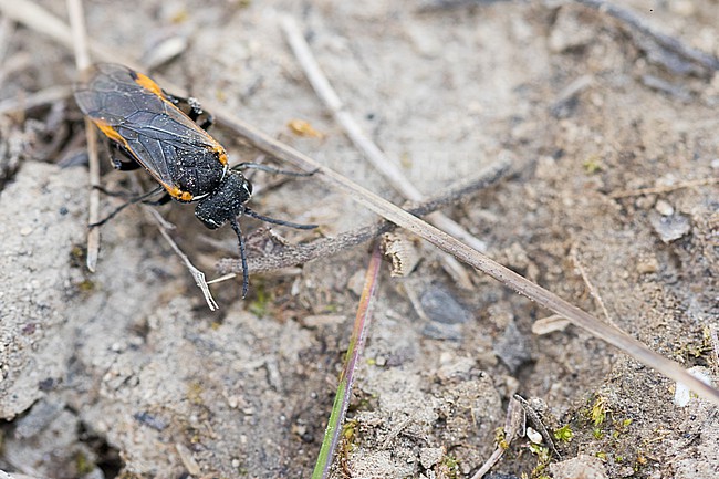 Sciapteryx costalis, Germany (Baden-Württemberg), imago stock-image by Agami/Ralph Martin,