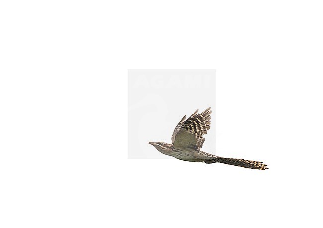 Pacific Long-tailed Cuckoo (Urodynamis taitensis) wintering in French Polynesia. stock-image by Agami/Pete Morris,