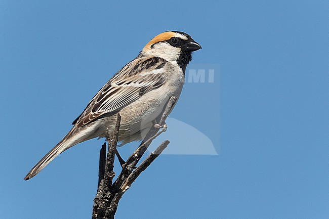Saxaul Sparrow; Passer ammodendri nigricans stock-image by Agami/Daniele Occhiato,