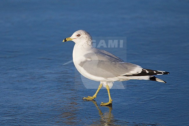 Adult Ring-billed Gull (Larus delawarensis) in winter plumage. A rare vagrant to the Netherlands. stock-image by Agami/Harvey van Diek,