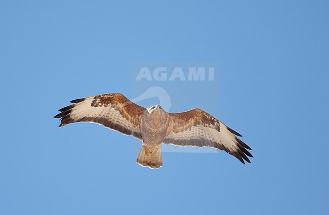 Steppebuizerd in de vlucht; Steppe Buzzard in flight stock-image by Agami/Markus Varesvuo,