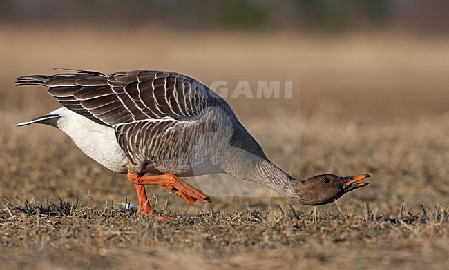 Overwinterende Taigarietgans; Wintering Taiga Bean Goose stock-image by Agami/Markus Varesvuo,