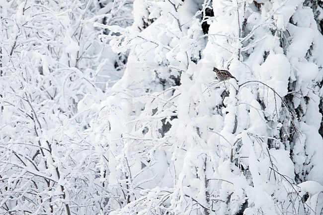 Hazelhoen, Hazel Grouse, Tetrastes bonasia stock-image by Agami/Markus Varesvuo,