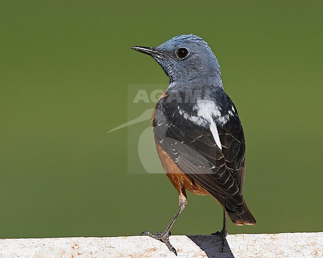 Common Rock Thrush (Monticola saxatilis) in Armenia stock-image by Agami/Eduard Sangster,