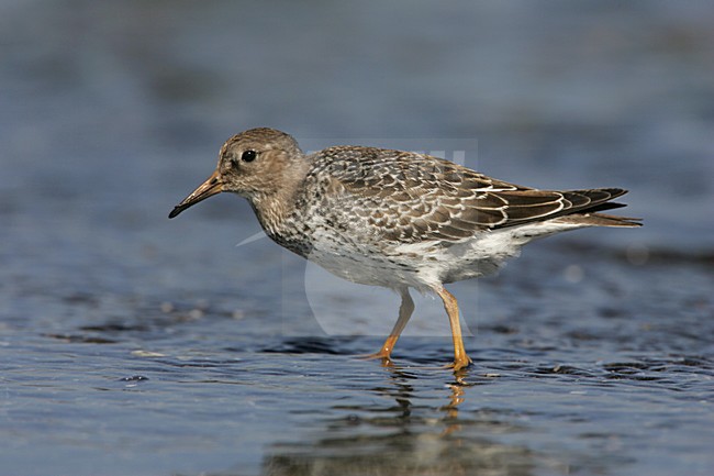 Purple Sandpiper standing in water; Paarse Strandloper staand in water stock-image by Agami/Arie Ouwerkerk,