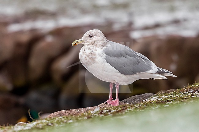 Adult winter Glaucous-winged Gull
(Larus glaucescens) sitting in Arhus, Jutland, Denmark. stock-image by Agami/Vincent Legrand,