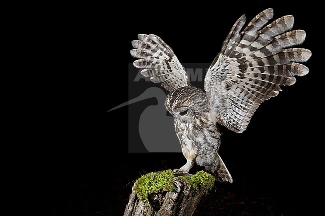 Tawny Owl (Strix aluco) in the Aosta valley in northern Italy. Just landed with both wings outstreched. stock-image by Agami/Alain Ghignone,