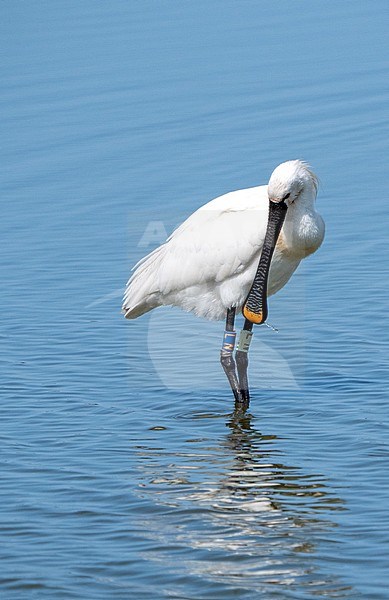 Eurasian Spoonbill (Platalea leucorodia) adult perched in water (Ottersaat) stock-image by Agami/Roy de Haas,