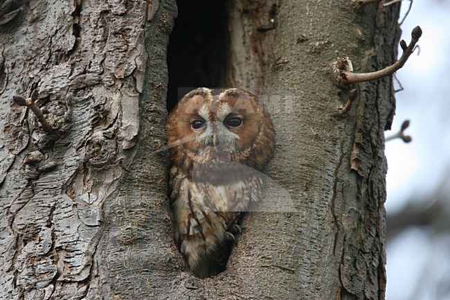 Bosuil rustend in boom; Tawny Owl resting in tree stock-image by Agami/Chris van Rijswijk,