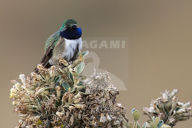 Blue-throated Hillstar (Oreotrochilus cyanolaemus) perched on a branch in the Andes Mountains in Ecuador. stock-image by Agami/Glenn Bartley,